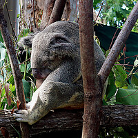 Buy canvas prints of A koala bear sitting on a branch by Martin Smith