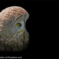 Buy canvas prints of European Great Grey Owl by Andy Bennette