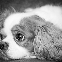 Buy canvas prints of Cuddly Toy - BW by Andy Bennette