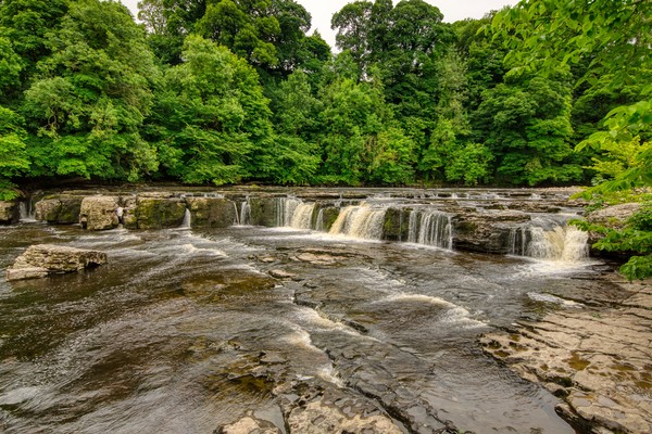 Aysgarth falls on the River Ure in Yorkshire  Picture Board by Kevin Smith