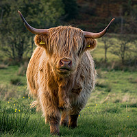 Buy canvas prints of Highland Coo by Phil Nilsson