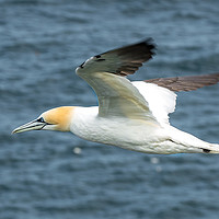 Buy canvas prints of Gannet in Flight by Phil Nilsson