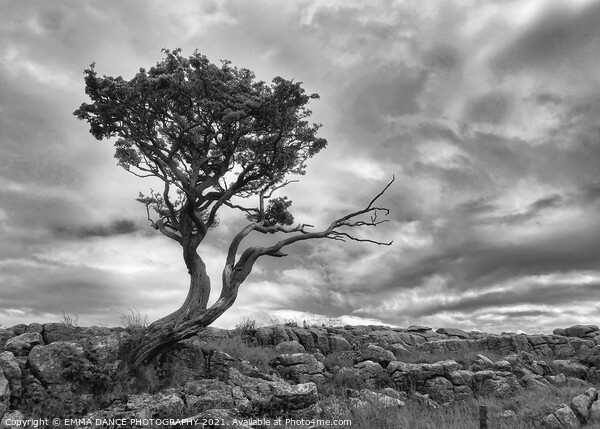 The Yorkshire Dales, Malham Picture Board by EMMA DANCE PHOTOGRAPHY