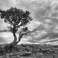 Buy canvas prints of The Yorkshire Dales, Malham by EMMA DANCE PHOTOGRAPHY