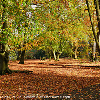 Buy canvas prints of Autumn Colours at Bolam Lake Country Park, Northum by EMMA DANCE PHOTOGRAPHY