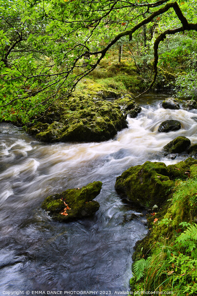The Streams at Lodore Falls, Lake District Picture Board by EMMA DANCE PHOTOGRAPHY