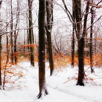 Buy canvas prints of Winter Wonderland in Chopwell Woods by EMMA DANCE PHOTOGRAPHY