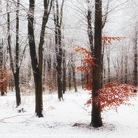 Buy canvas prints of Winter Wonderland in Chopwell Woods by EMMA DANCE PHOTOGRAPHY