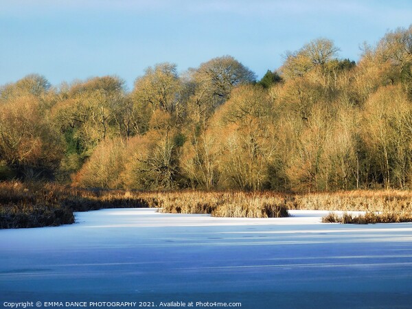 Winter at Hagg Pond,  Wylam Picture Board by EMMA DANCE PHOTOGRAPHY