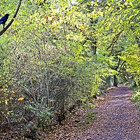 Buy canvas prints of Guardian of the way through High Woods Park by Paul Cooper