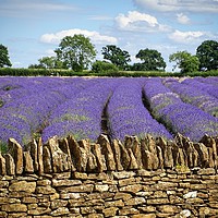 Buy canvas prints of Lavender fields, Somerset by Maria Luisa Latorre