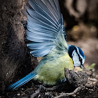 Buy canvas prints of In a Flap by Colin Shepherd