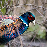 Buy canvas prints of Foraging Pheasant by Colin Shepherd