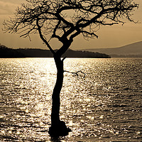 Buy canvas prints of Water Tree by Ronnie Reffin