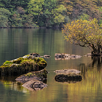 Buy canvas prints of Tree In The Loch by Ronnie Reffin