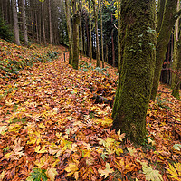 Buy canvas prints of Follow The Yellow Leaf Road by Ronnie Reffin