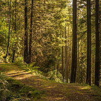 Buy canvas prints of Woodland Trail by Ronnie Reffin