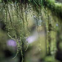 Buy canvas prints of Hanging Moss by Ronnie Reffin