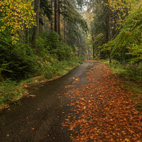 Buy canvas prints of An Autumn Walk In The Rain by Ronnie Reffin