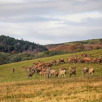 Buy canvas prints of Welsh Deer by Jan Gregory
