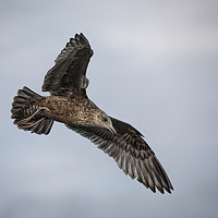 Buy canvas prints of Seagull Flying by Jan Gregory