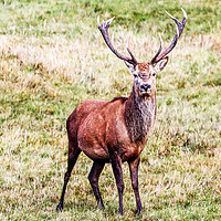 Buy canvas prints of Magnificant Stag by Jan Gregory