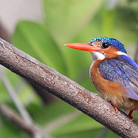 Buy canvas prints of Malachite Kingfisher by Jan Gregory