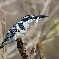 Buy canvas prints of Pied Kingfisher by Jan Gregory