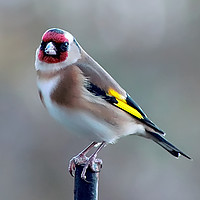 Buy canvas prints of Garden Goldfinch by Jan Gregory