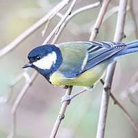 Buy canvas prints of Great Tit by Jan Gregory