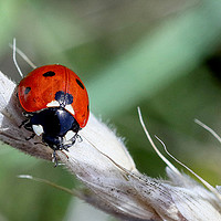 Buy canvas prints of Ladybird  by Jan Gregory