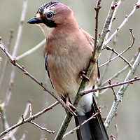 Buy canvas prints of Jay Perching by Jan Gregory
