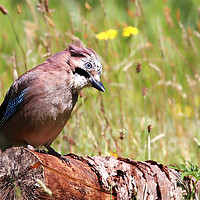 Buy canvas prints of Jay on a Branch by Jan Gregory
