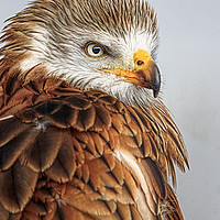 Buy canvas prints of Golden Eagle by Jan Gregory