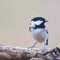 Buy canvas prints of Posing Coal Tit by Jan Gregory