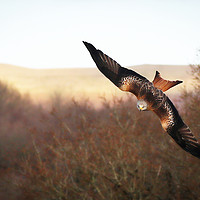 Buy canvas prints of Red Kite Swooping by Jan Gregory