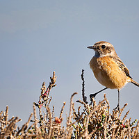 Buy canvas prints of Stonechat on a bush by Jan Gregory