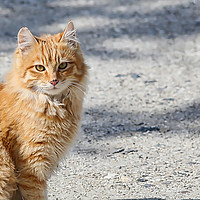Buy canvas prints of Cypriot Cat by Jan Gregory