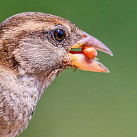 Buy canvas prints of Hungry Sparrow by Jan Gregory