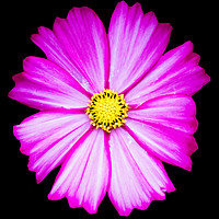 Buy canvas prints of Pink Flower by Jan Gregory