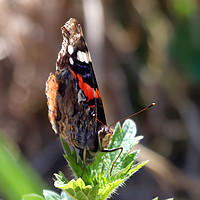 Buy canvas prints of Red Admiral Butterfly by Jan Gregory