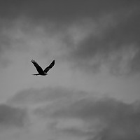 Buy canvas prints of Monochrome Red Kite by Jan Gregory