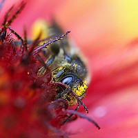 Buy canvas prints of Busy Bee by Jan Gregory