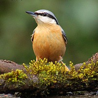 Buy canvas prints of Nuthatch on Perch by Ellen Morris