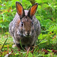 Buy canvas prints of Wild Rabbit by Ellen Morris