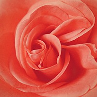 Buy canvas prints of Macro Rose by Ellen Morris