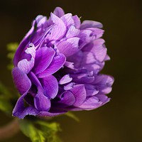 Buy canvas prints of Purple Flower by Ellen Morris