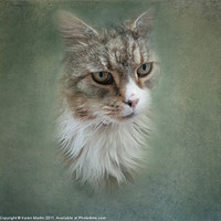 Buy canvas prints of Old Scruff by Karen Martin