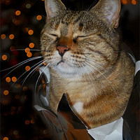 Buy canvas prints of Cat in Hat by Karen Martin