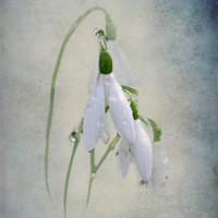 Buy canvas prints of Raindrops on Snowdrops by Karen Martin